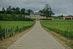 Wine Tourism: Exploring Vineyards