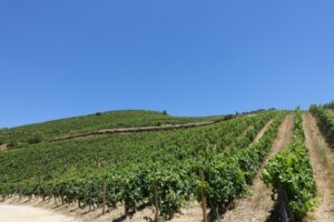 Terroir Talk: The Influence of Environment on Wine